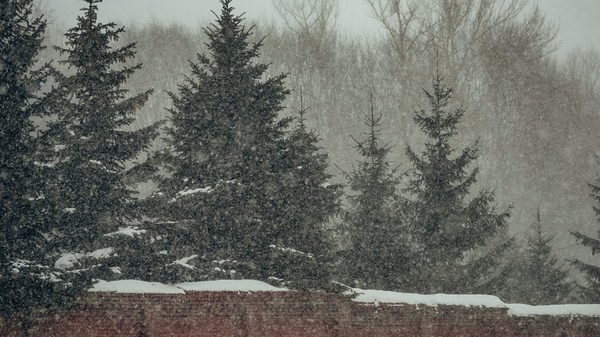 Нормативы против суеверий: что важнее при посадке ели — закон или примета? Размер имеет значение ИА SM-News