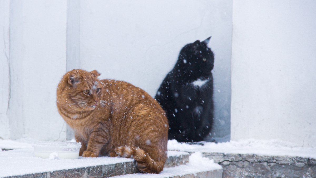 Ермилов день — 26 января: что можно и нельзя в день кошачьей магии — метеоролог, лекарь и не только ИА SM-News