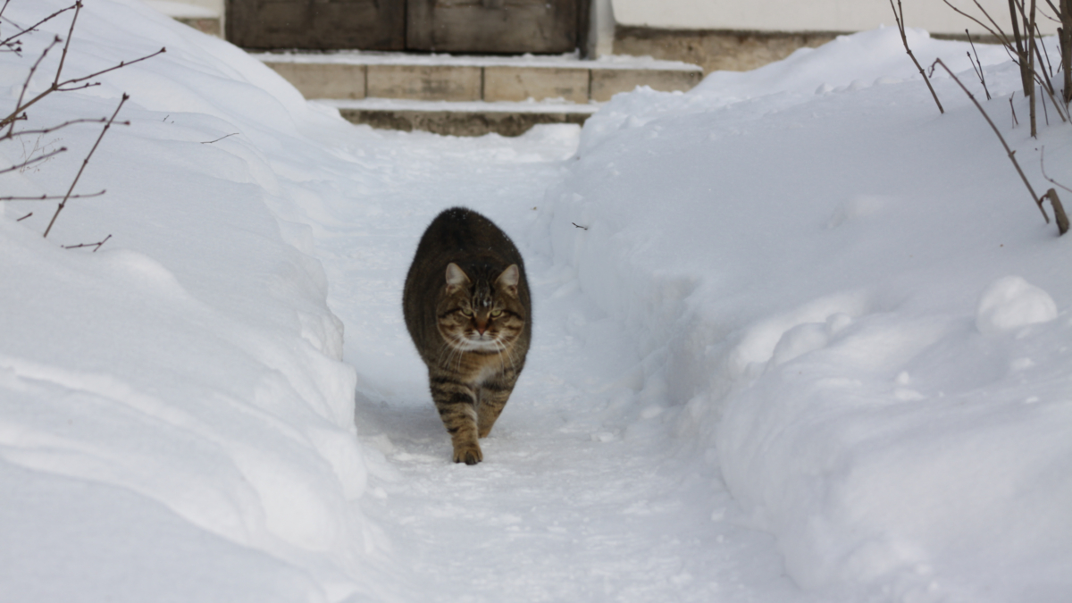 Что можно по Луне, нельзя по Ерёме — 26 января 2026: время — стричься, не стоит солить капусту ИА SM-News