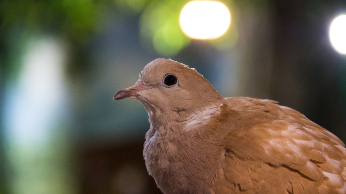 Живов: Биодроны изменят характер войны будущего ИА SM-NEWS