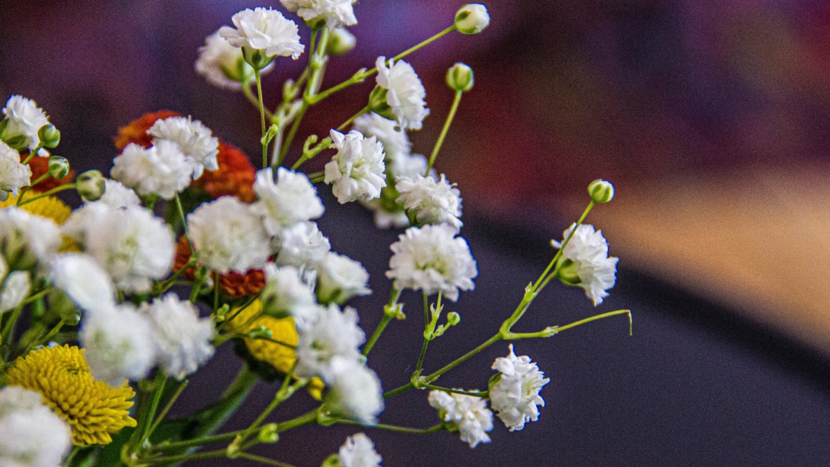 Сухоцветы — современный тренд интерьера: переживет зиму и не потребует ни капли воды ИА SM-News