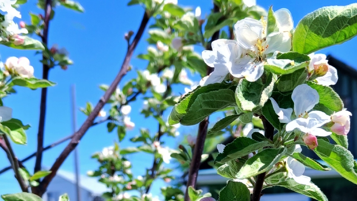 Тёмная сторона золы: под какие садовые культуры нельзя сыпать древесный пепел — проверьте себя ИА SM-News