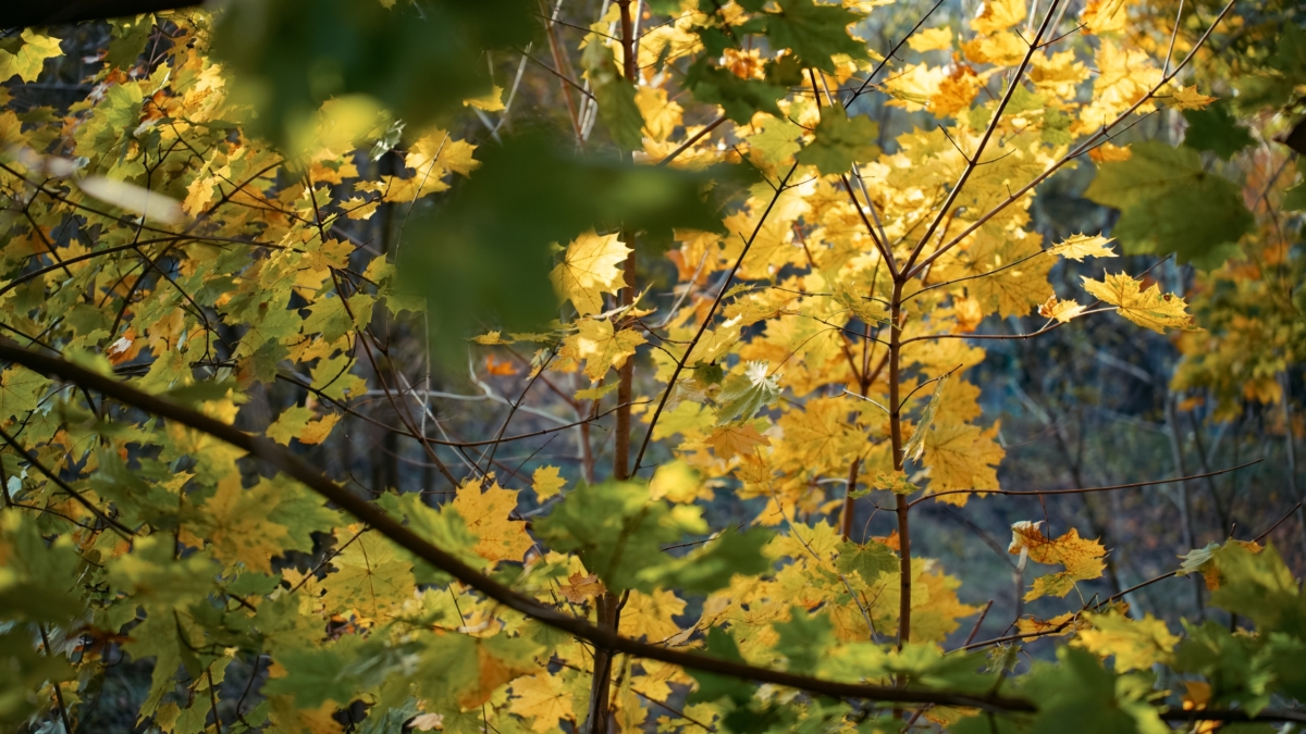 Опасная красота: посадка декоративного дерева грозит штрафом в 700 000 — не спешите покупать саженцы Светлана Мулыкина