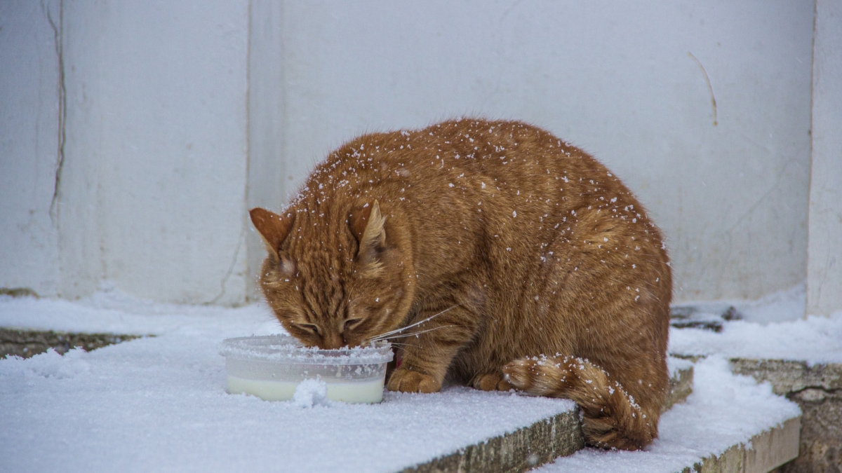 Рыжий кот: буква М на лбу — генетическая случайность или божественная печать? Всё о кото-чуде ИА SM-News