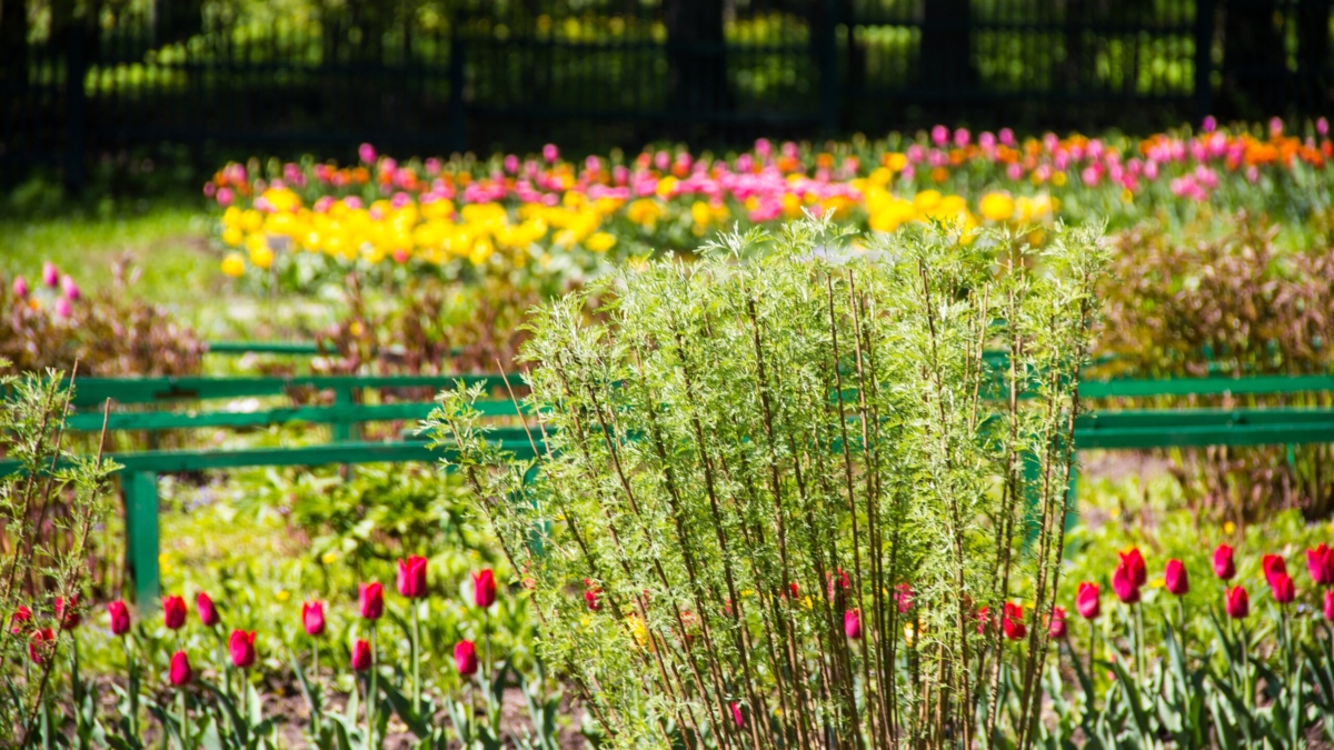 Посадите в холода — получите цветы в апреле: секрет раннего сада без теплиц ИА SM-News