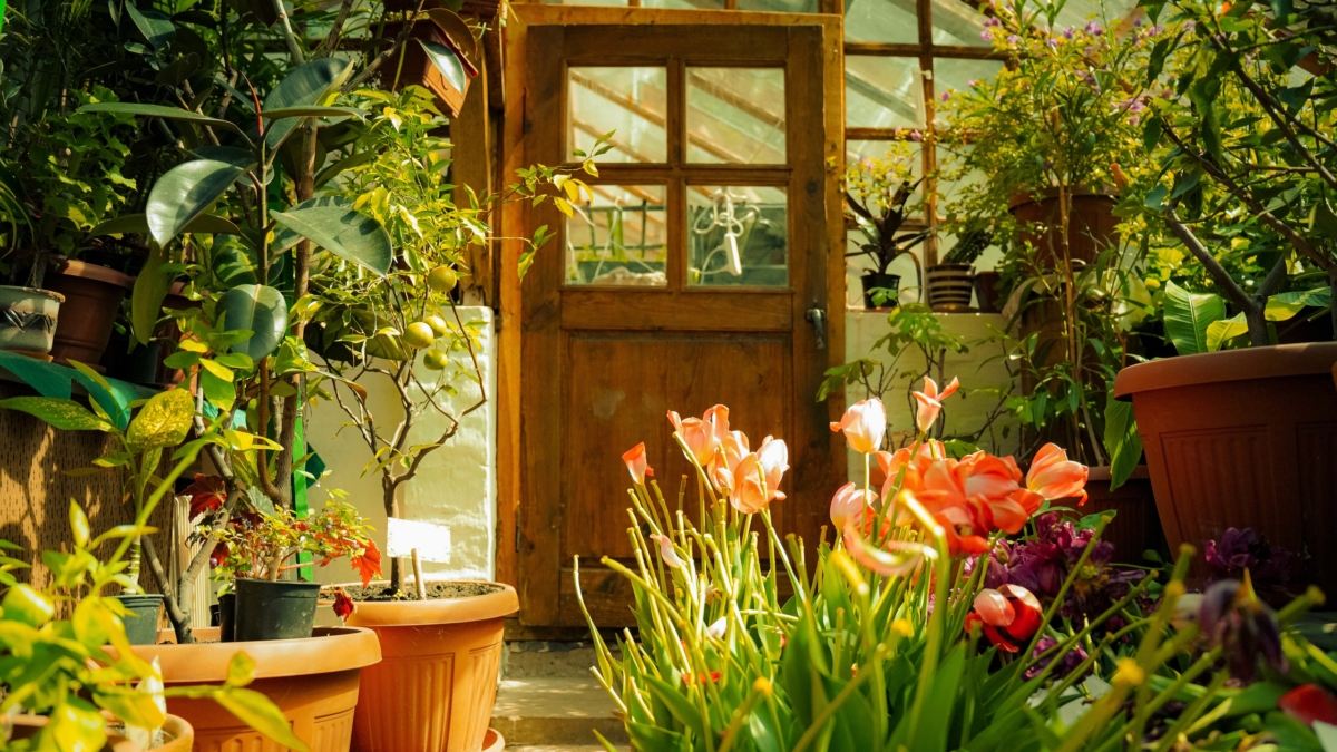 Не сажайте эти 6 растений: захватят ваш сад, отравят воздух и сведут с ума — проверено на себе ИА SM-News