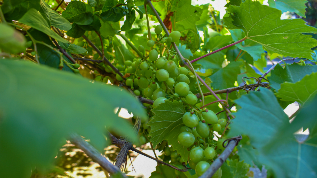 До сокодвижения лозы или никогда: обрезка винограда в марте решит всё — расчёт почек и не только ИА SM-News