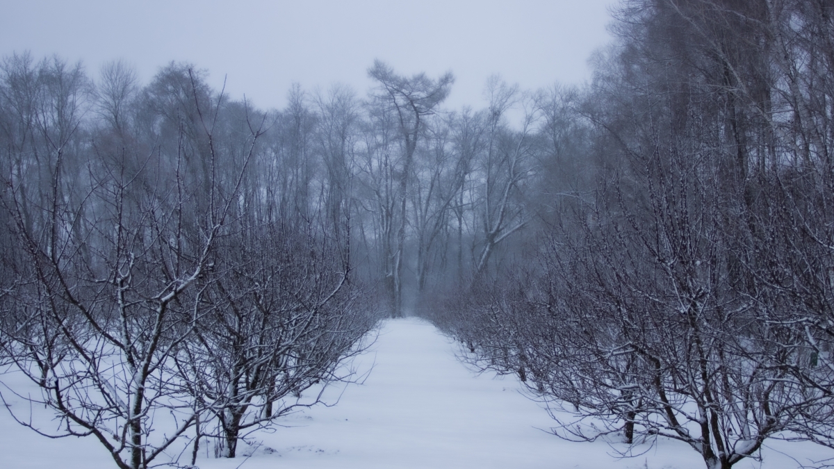 Не верьте глазам в саду весной: как отличить спящее растение от погибшего — тест вернет надежду ИА SM-News
