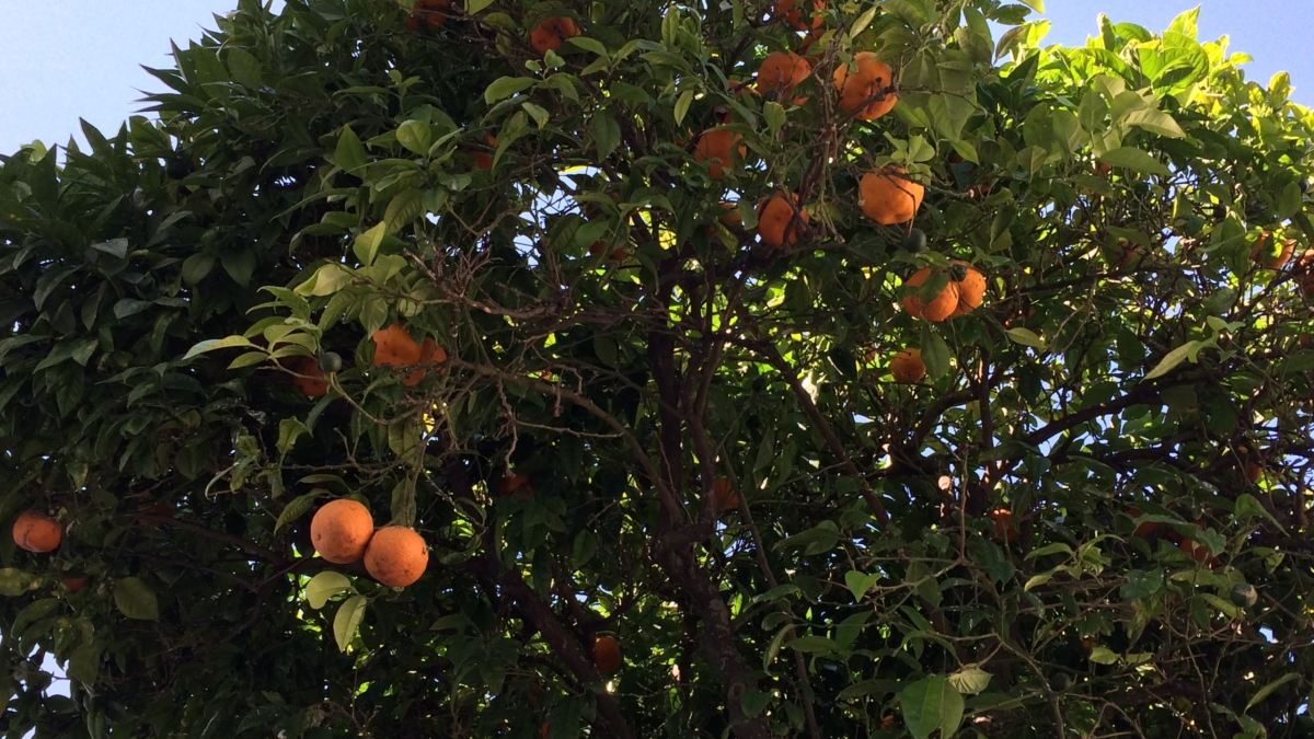 Мандарин из косточки в домашних условиях: пошаговая инструкция — сколько нужно ждать урожая ИА SM-News