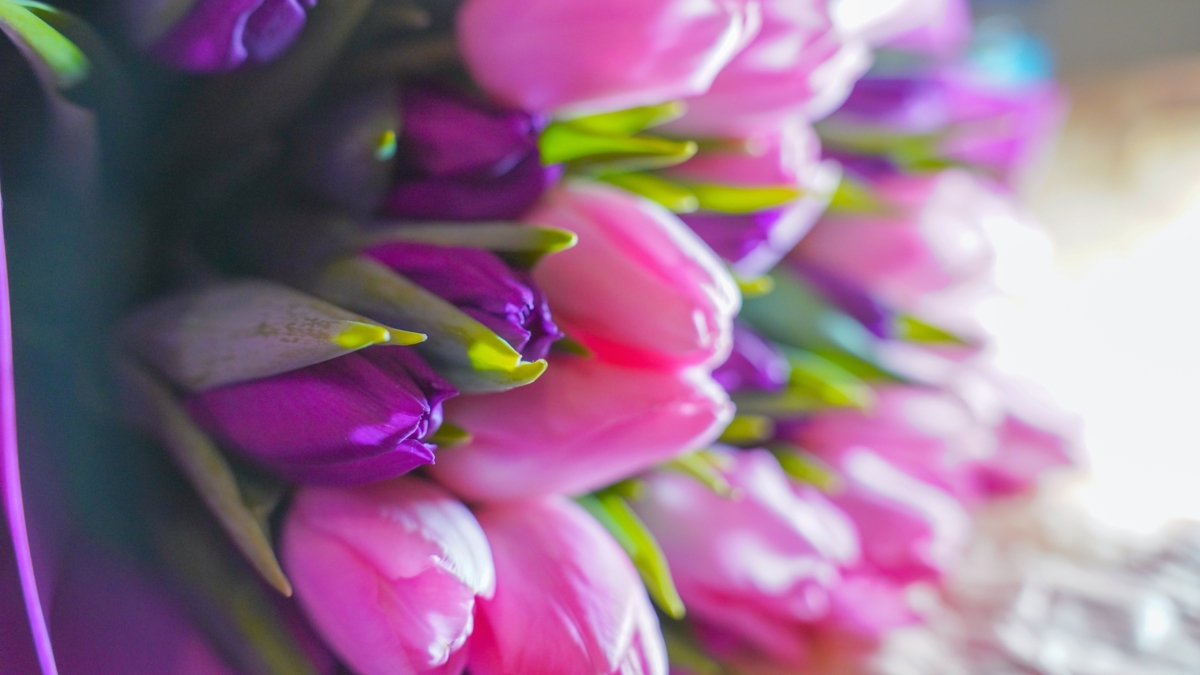 Эти цветы могут испортить праздник: что не стоит дарить на 8 Марта Светлана Мулыкина