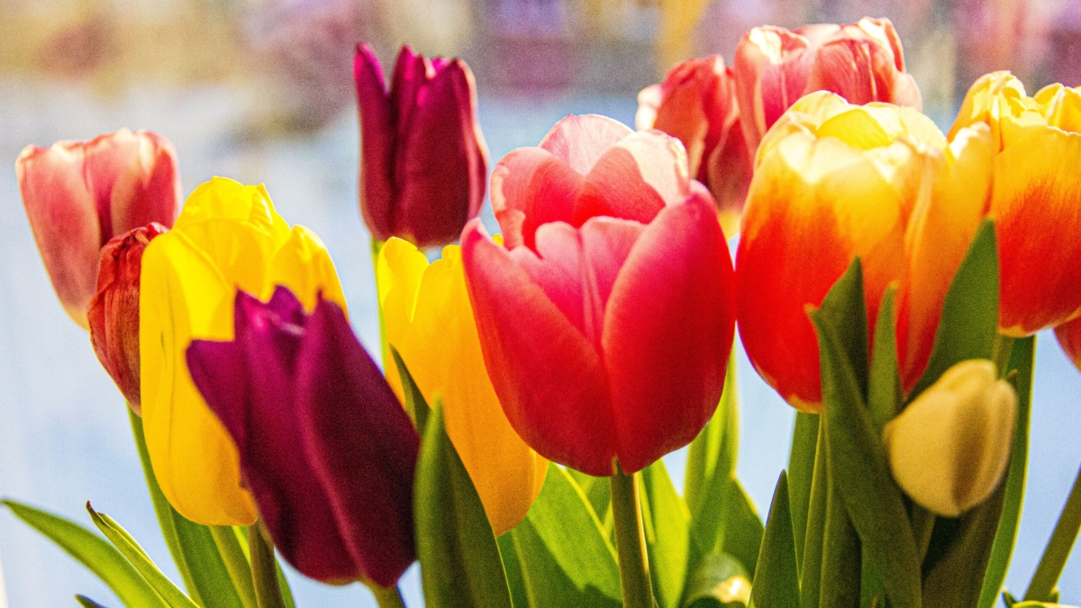 Чтобы букет радовал дольше: простые хитрости, которые сохранят тюльпаны свежими больше двух дней ИА SM-News