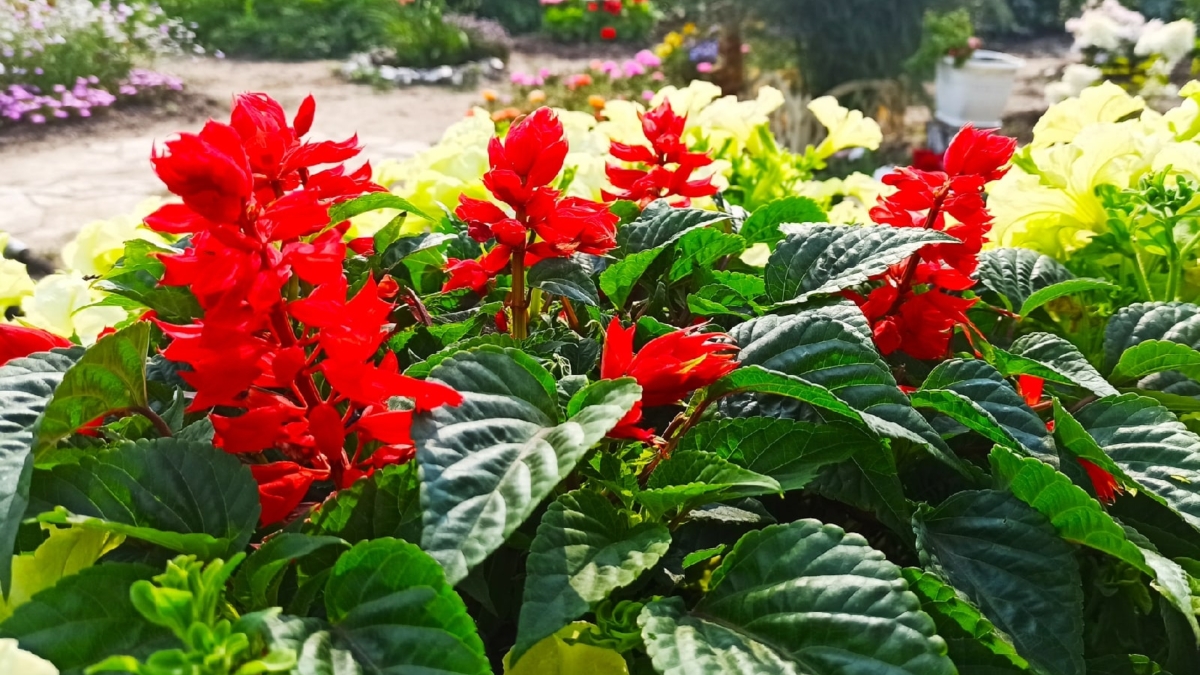 Хотите сад как с обложки уже в мае? Посейте эти цветы в марте — секреты для встречи яркого лета ИА SM-News