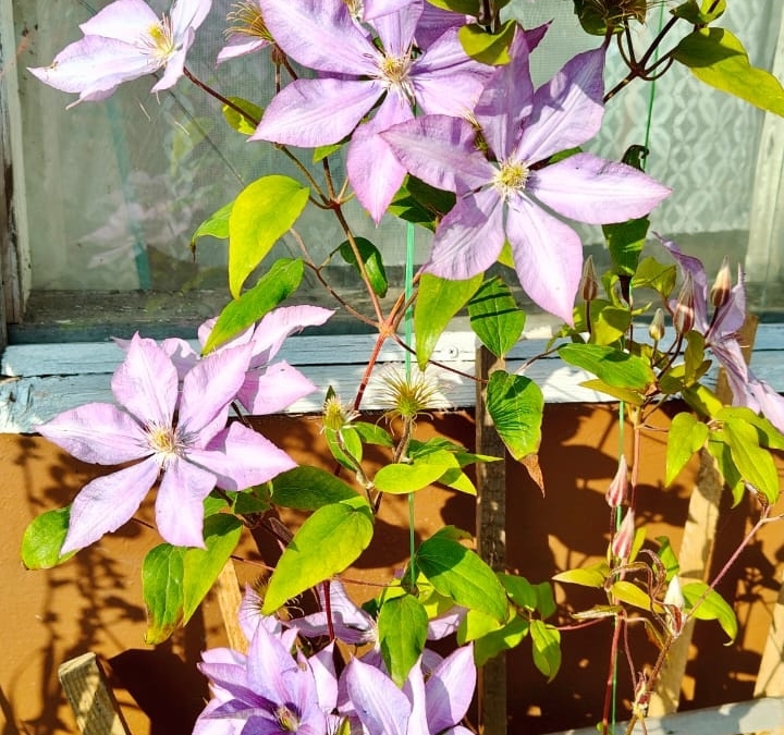 Вертикальные сады: как с помощью цветущих лиан превратить скучные стены в живые картины ИА SM-News