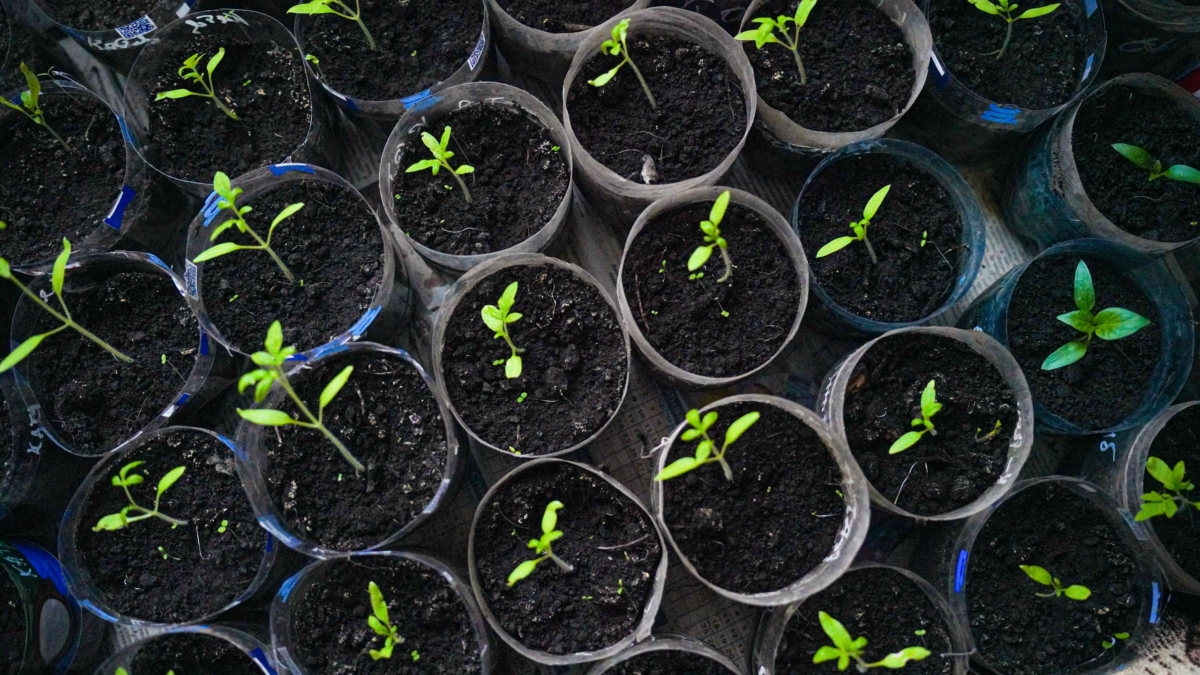 Без пикировки и стресса: какие растения нельзя тревожить после посева и почему ИА SM-News