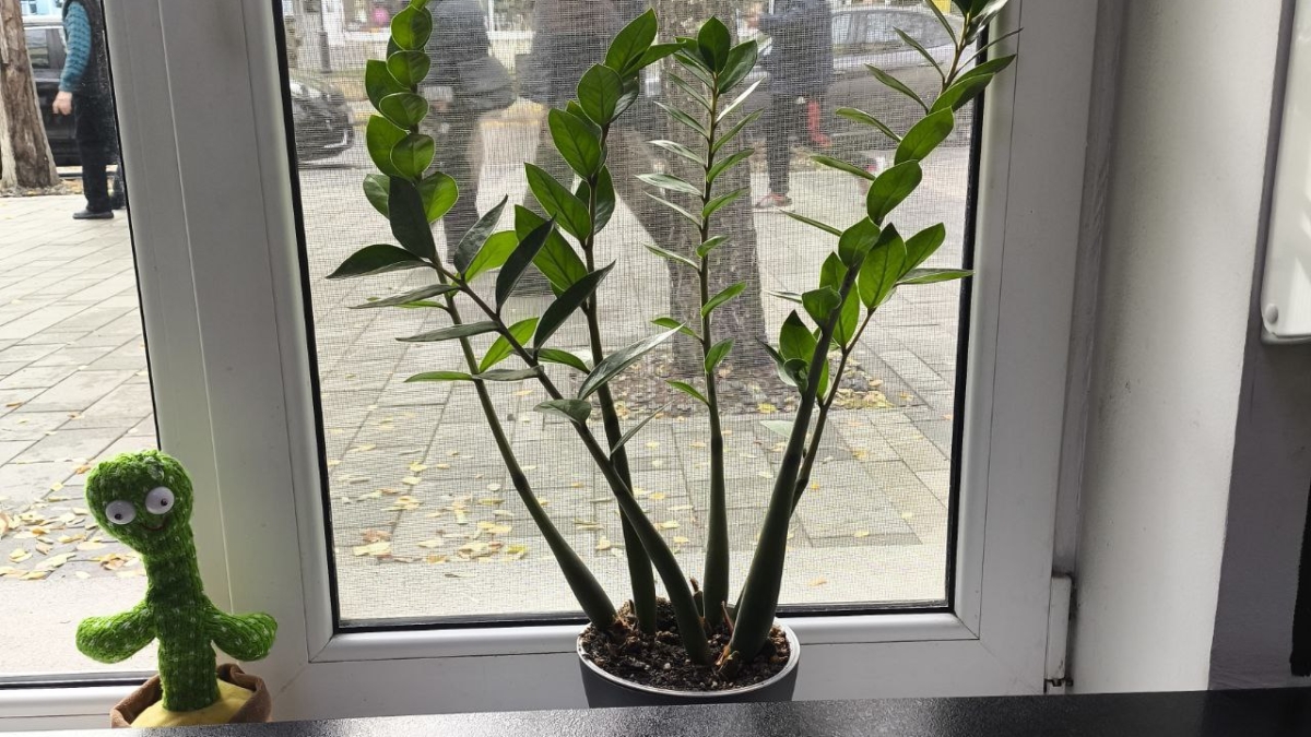 Секретное оружие против плесени: бабушкин метод работает лучше дорогих осушителей воздуха ИА SM-News