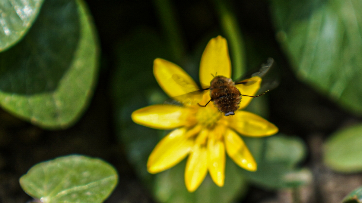 Один сорванный цветок — большие проблемы: за подснежники могут оштрафовать и даже посадить Светлана Мулыкина