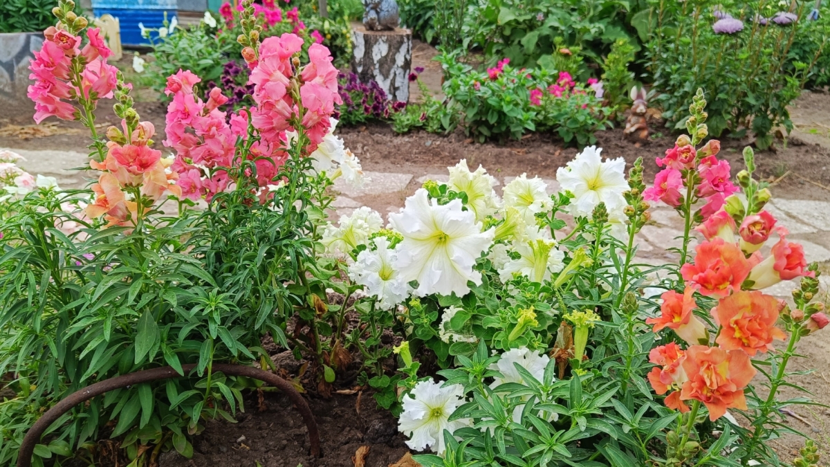 Пионы и гортензия в прошлом: 5 роскошных цветов на все лето — новая мода в садах ИА SM.News