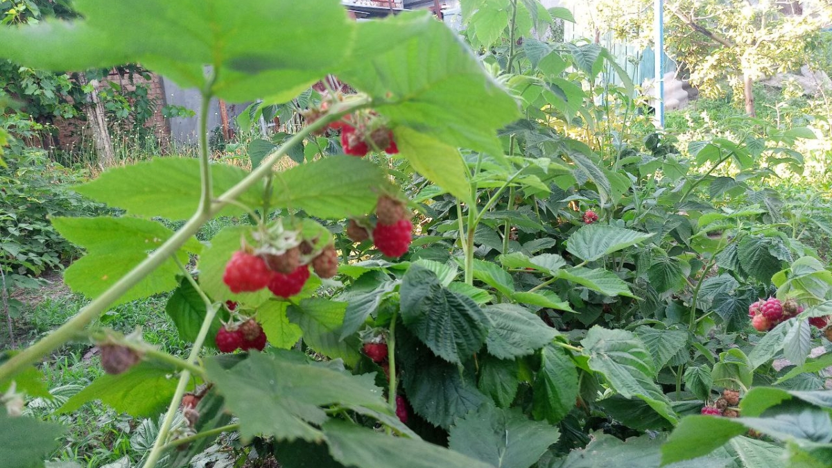 Один простой шаг — и малина завалит урожаем: секрет опытных дачников — и это не про обрезку ИА SM.News