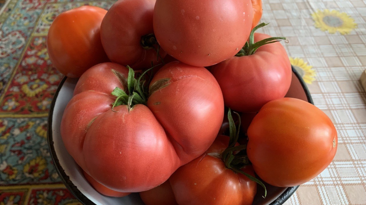 Томаты ведрами: посадите всего 2 сорта, которые кормят с июня до осени ИА SM-News