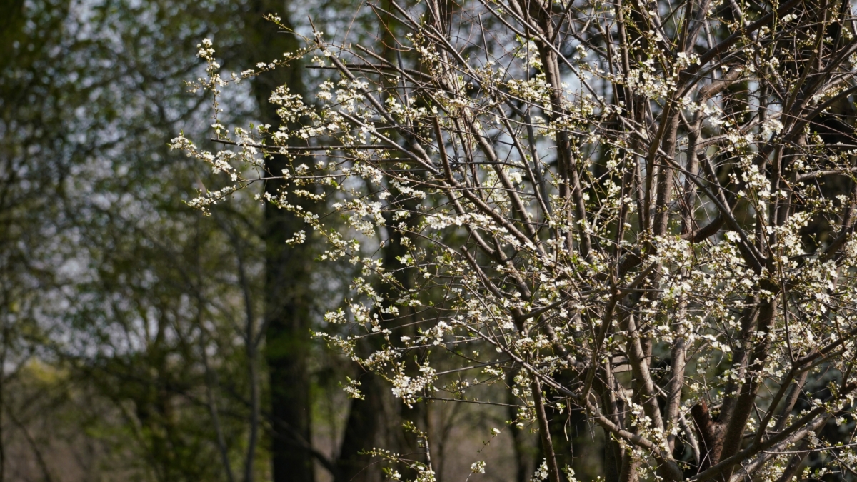 Пропустили обработку до распускания почек: что делать, чтобы спасти урожай — экстренные меры Светлана Мулыкина