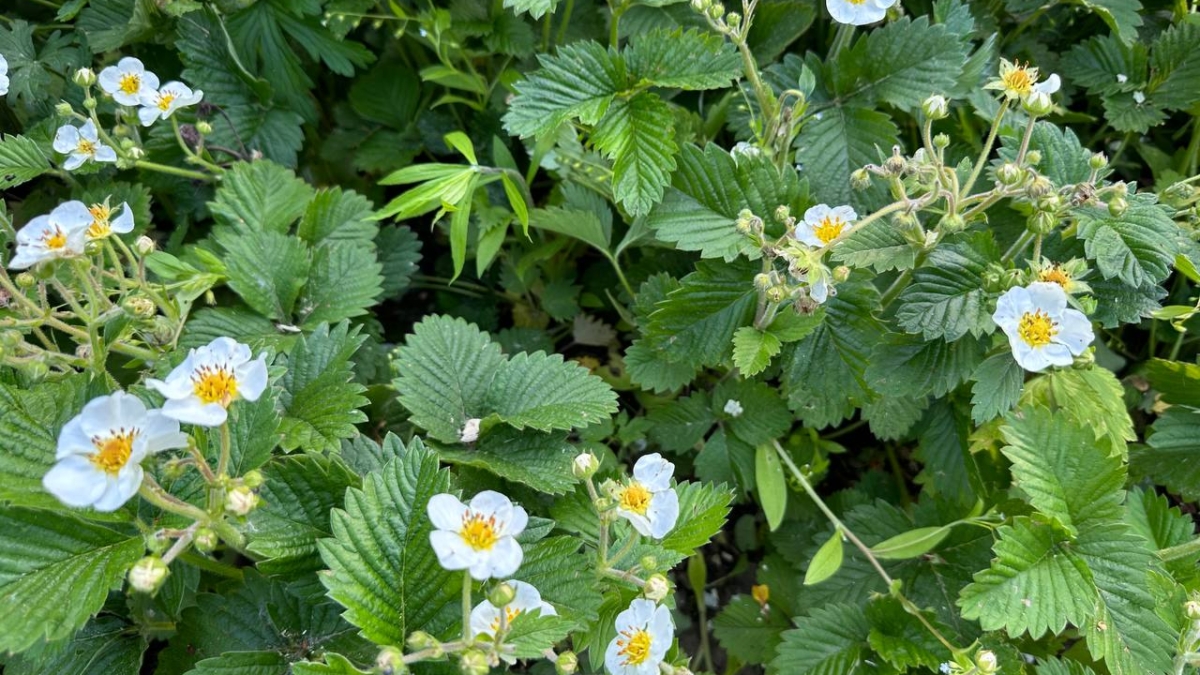 Клубника и голубика: чем подкормить весной, чтобы собирать урожай ведрами — график по регионам ИА SM-News