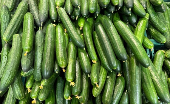 Огурцы без теплицы и подвязки: как получить богатый урожай — метод для ленивых дачников Огурцы без теплицы и подвязки: как получить богатый урожай — метод для ленивых дачников