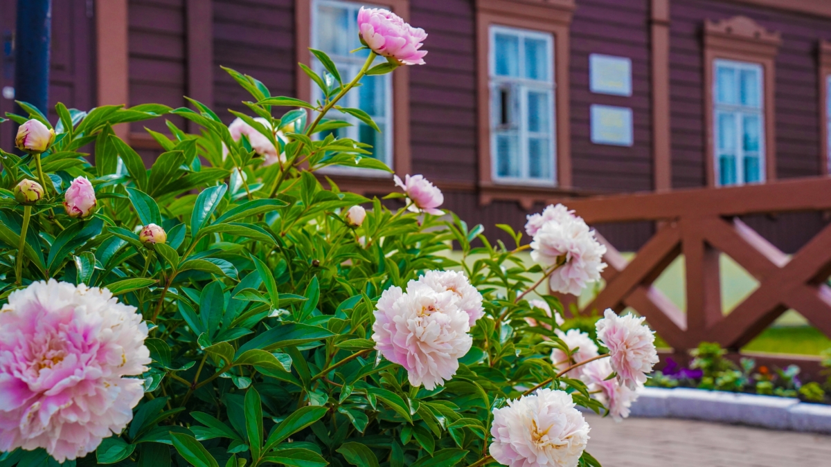 Что скрывают корни пионов после схода снега — они не расскажут, но без этого не зацветут ИА SM-News