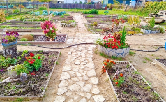 Когда сажать бархатцы на рассаду в 2026, чтобы зацвели на месяц раньше — график от агронома Когда сажать бархатцы на рассаду в 2026, чтобы зацвели на месяц раньше — график от агронома