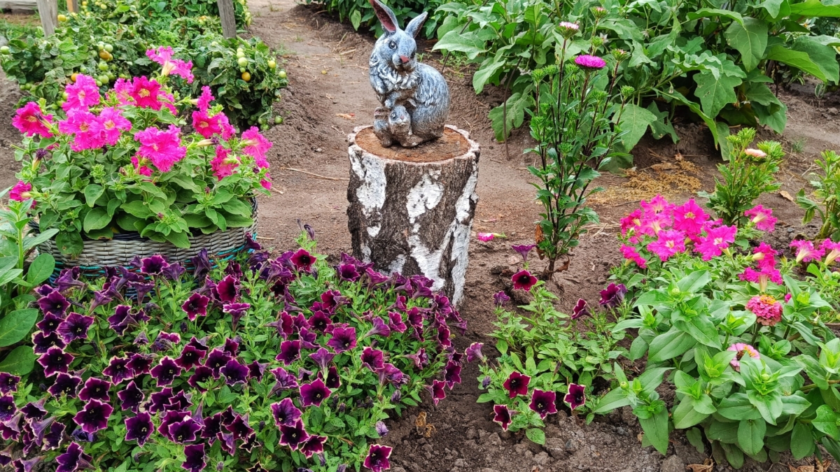 Посадил и забыл: эти цветы вырастут без рассады и будут цвести всё лето — сад без хлопот ИА SM.News