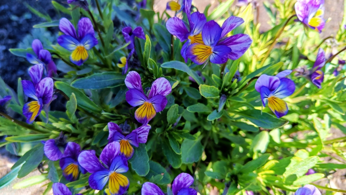 Цветёт до холодов и не капризничает: находка для яркой клумбы-2026 — забудьте про бархатцы и петуньи ИА SM.News