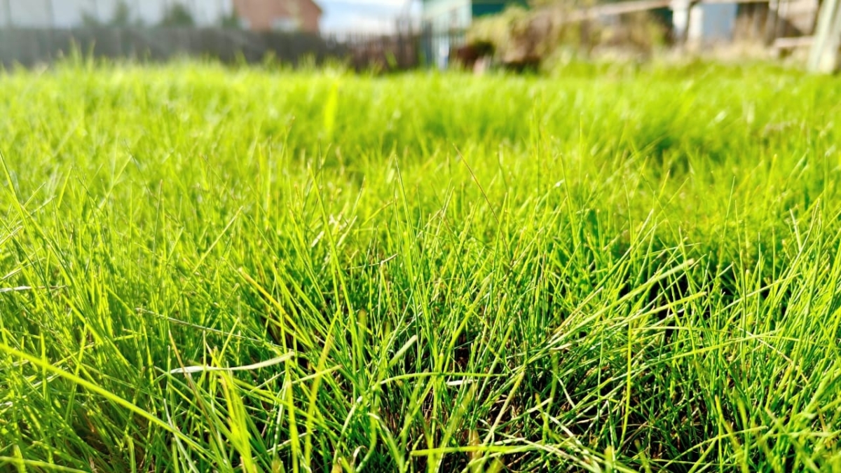 Клещи не переносят этот запах: 5 капель масла, которые создают невидимый барьер без химии ИА SM.News