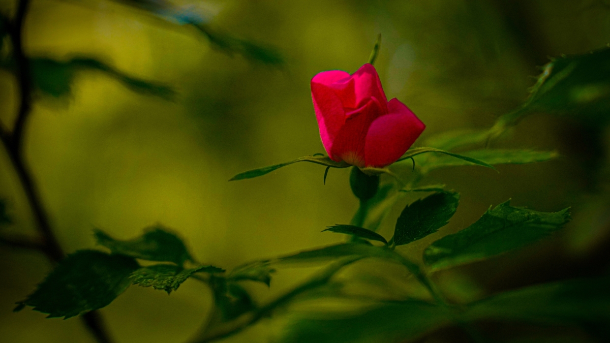 4 подкормки за лето: чек-лист для роз, которые цветут без перерыва — соседи позавидуют ИА SM-News