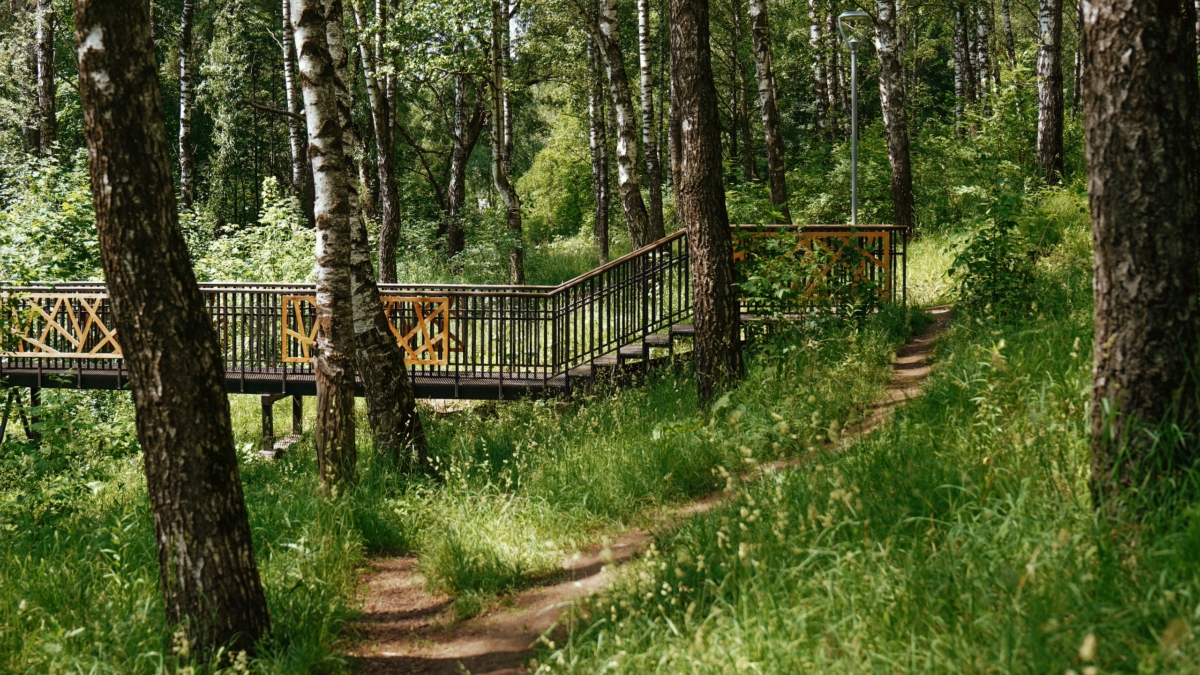 Только 2 недели: пейте березовый сок, пока не распустились почки — кожа и волосы скажут спасибо Светлана Мулыкина