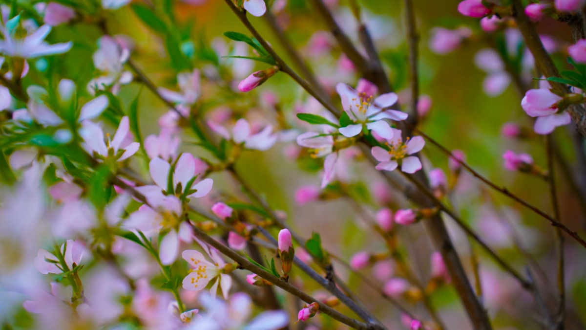 Соседям на зависть: 5 розовых кустов, которые превратят участок в сад мечты Светлана Мулыкина