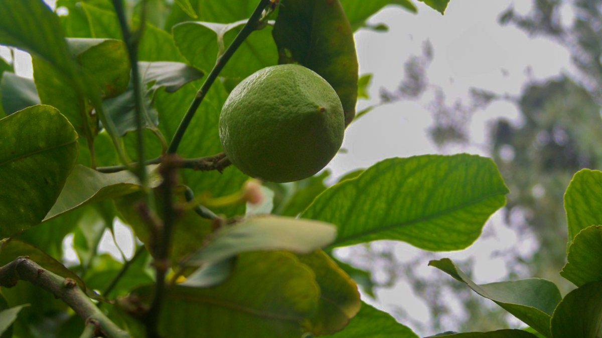 Домашний лимон — уют, который растёт у вас на глазах: 7 шагов от косточки до дерева ИА SM-News