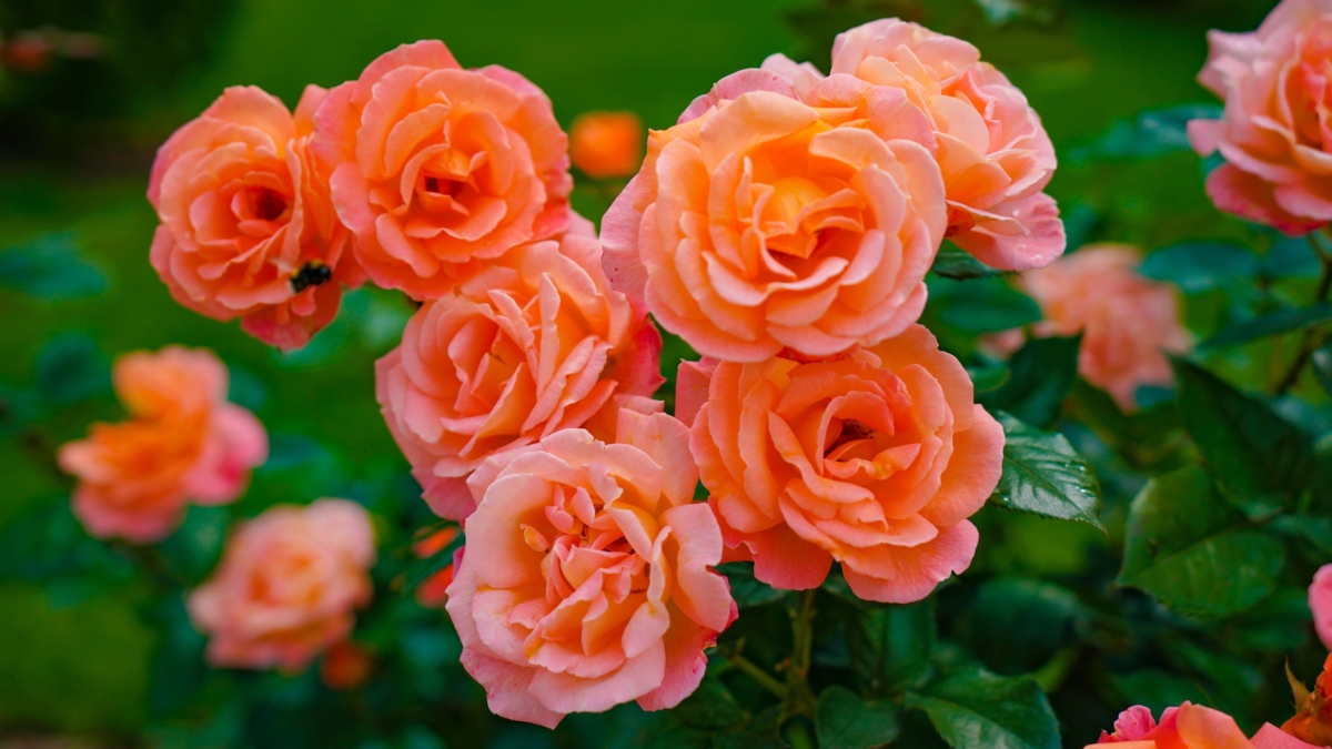 6 сортов роз Остина пахнут как старинные, цветут как современные: английский сад в нашем климате ИА SM-News