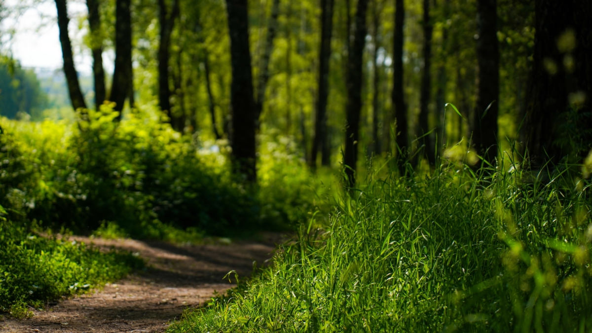 Клещи обходят стороной, если есть эти природные репелленты: 4 натуральных средства ИА SM-News