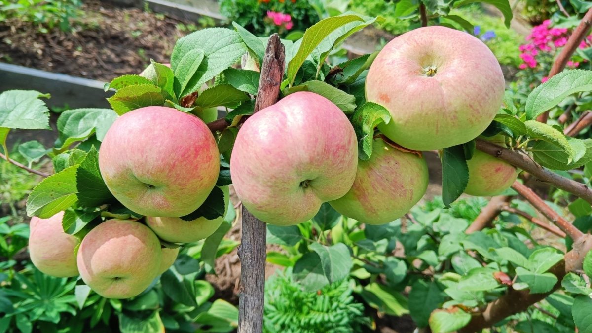 Просто добавьте воды: средство, которое работает против парши уже после первого опрыскивания ИА SM.News