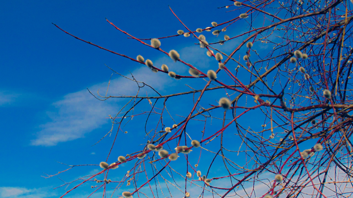 Лазарева суббота 2026: день чудес, веры и пробуждения весны — предостережение и приметы ИА SM-News