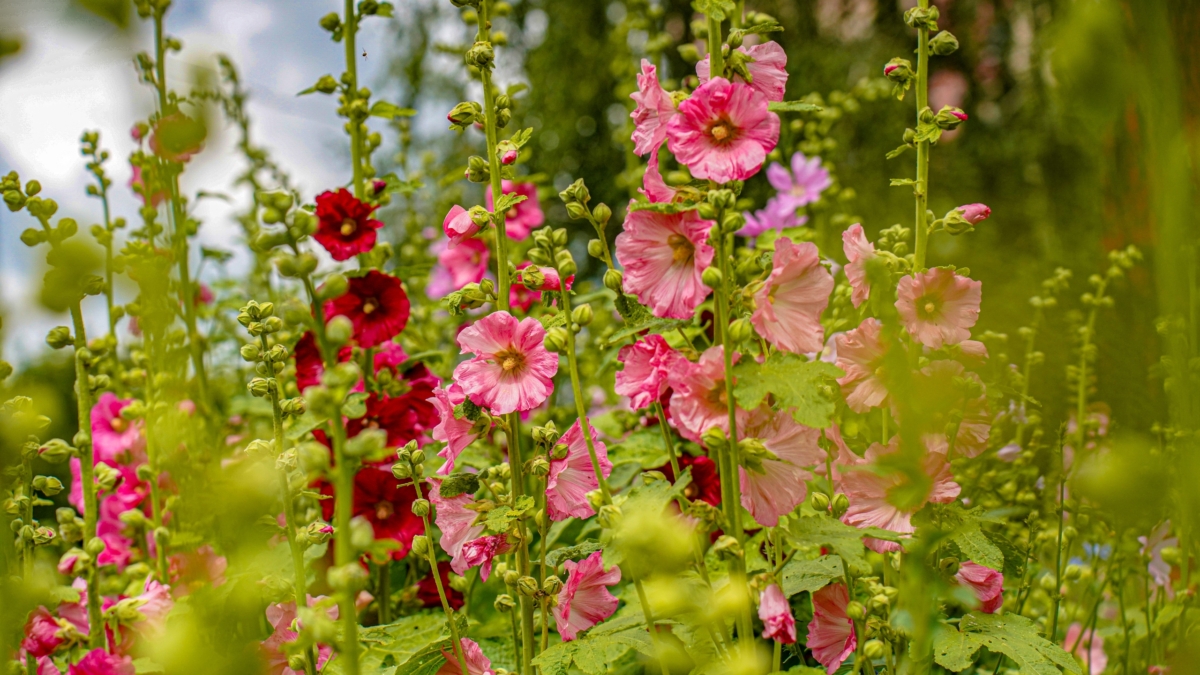 Всего один день в апреле расскажет всё о лете: что скрывают приметы на Вербное воскресенье Светлана Мулыкина