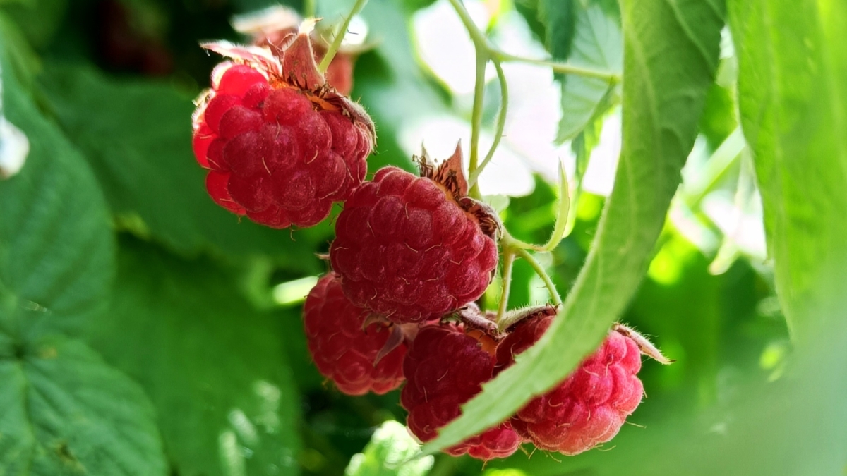 Апрель на дворе — пора стричь малину: 3 правила ягоды с кулак — 5 простых шагов для дачника ИА SM-News