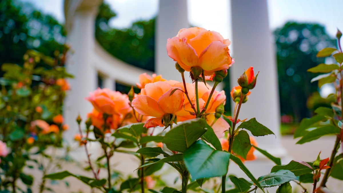 Посадил и забыл: ни пятен, ни тли, ни укрытия — 5 сортов роз Кордеса пахнут ванилью и не болеют ИА SM-News