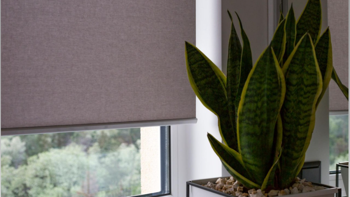 Сансевиерия пестролистная: один неверный шаг — и полоски исчезнут навсегда, 5 пунктов по уходу ИА SM-News, chatgpt.com