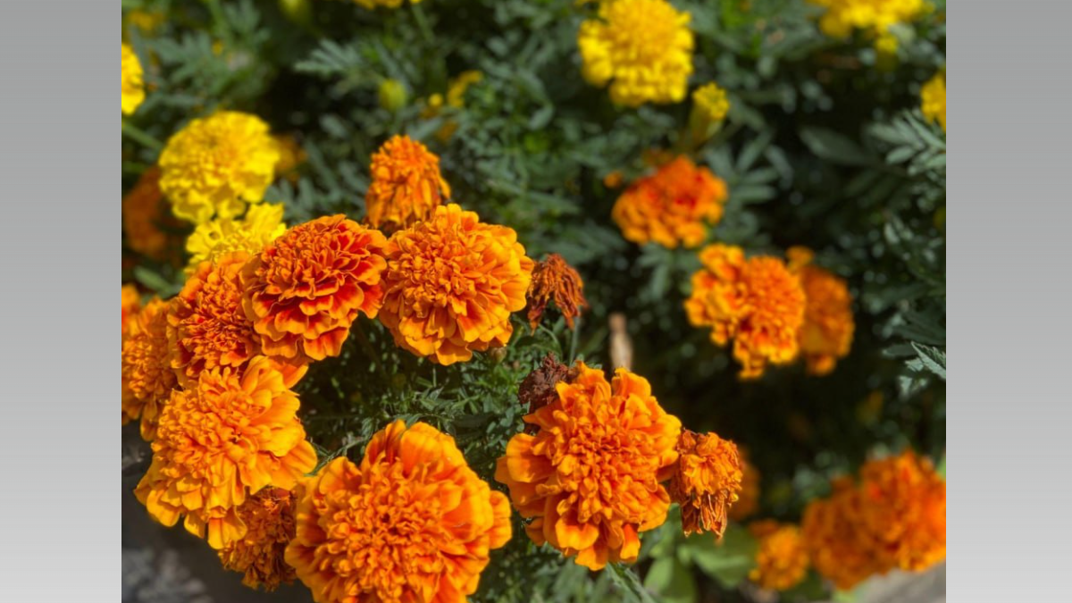 Бархатцы — 3 миссии: сидерат, защитник растений и лекарство — гид от посева до утилизации ИА SM-News, chatgpt.com