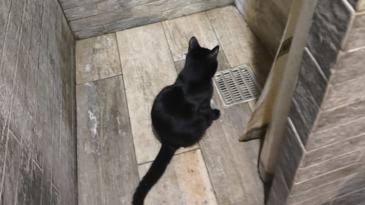 Вы всё ещё стелите коврик в ванной? Вот чем его заменяют в современных интерьерах ИА SM.News