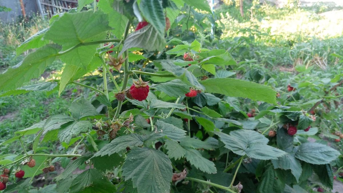Один простой раствор — и малина удивит урожаем: что добавить в воду после цветения ИА SM.News
