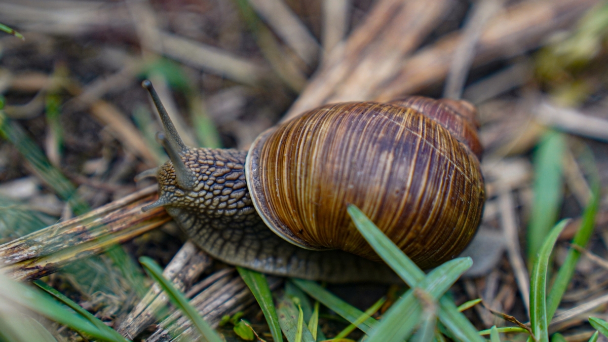 Грядка-крепость: эти 17 культур всегда остаются целыми — слизни даже боятся подползти к ним ИА SM-News