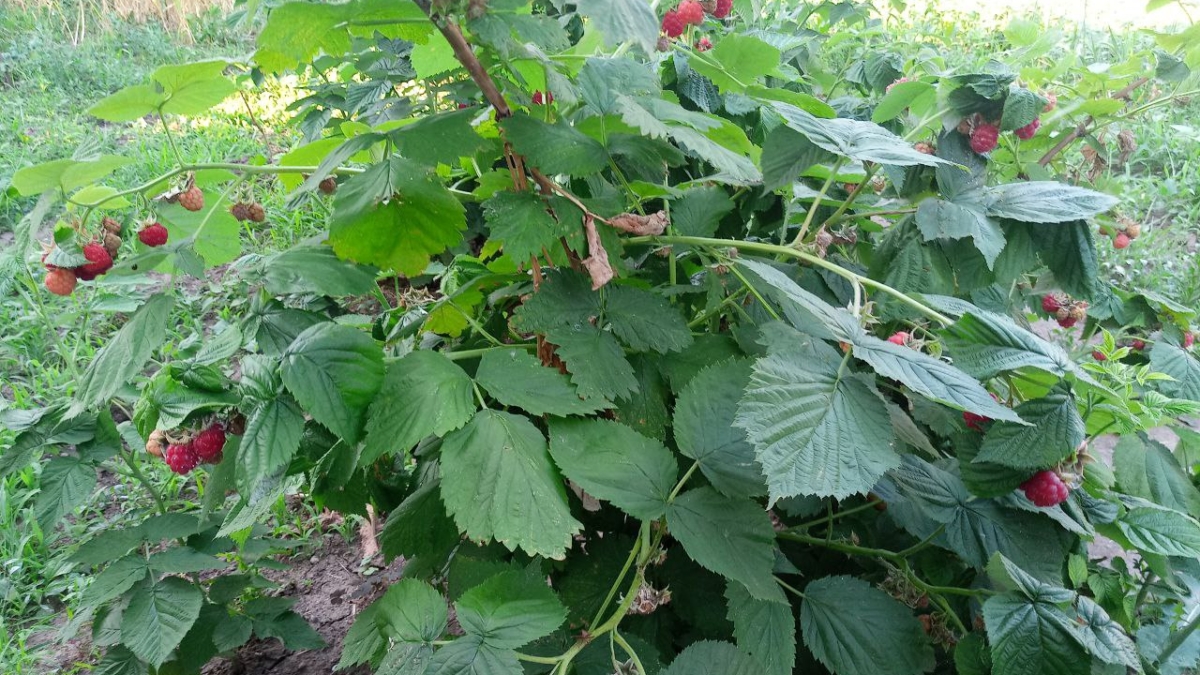 Одна обработка весной — и кусты не болеют: чем на самом деле спасают ягоды опытные дачники ИА SM.News
