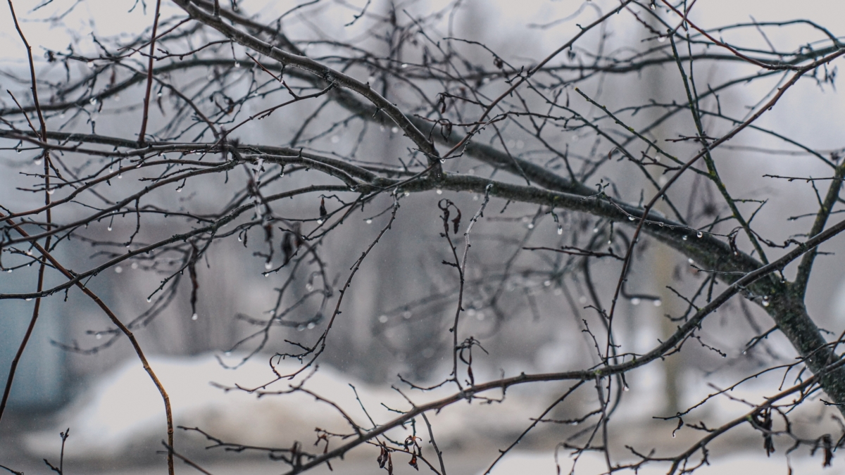 Сжигать ветки — выбрасывать деньги: 3 способа превратить садовые отходы в удобрение и топливо Светлана Мулыкина