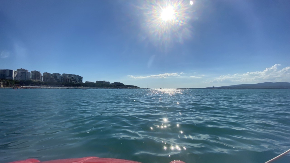 Вы всё ещё считаете дельфинов добрыми? Раскроем тёмные стороны самого обаятельного хищника океана ИА SM-News